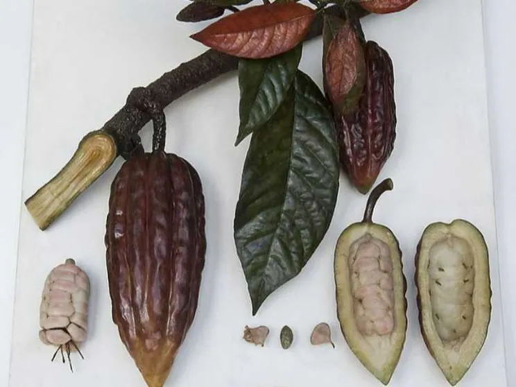 Quando è stato addomesticato il cacao? Lo svela la genetica