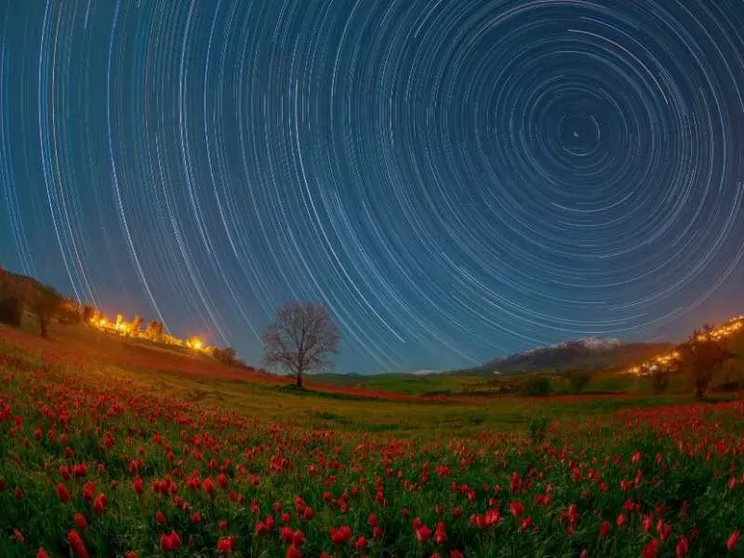 Madonna dell'Olio, la fioritura dei tulipani nel “deserto” della Sicilia