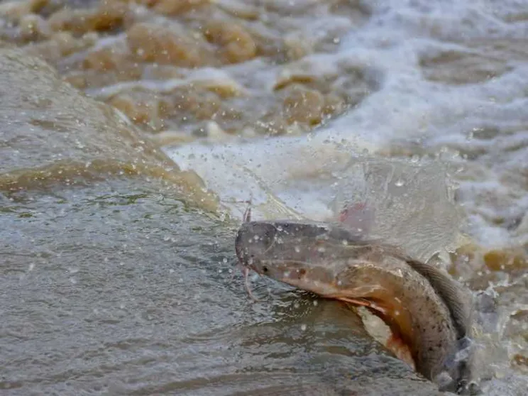 Dalla pelle del pesce gatto arriva un nuovo antibatterico