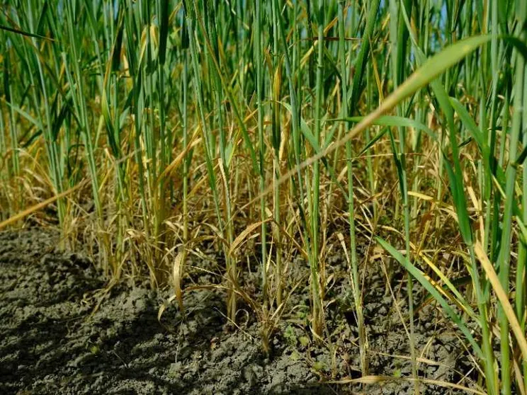 Siccità e caldo nel Sud Italia, così viene rovinata la produzione di grano