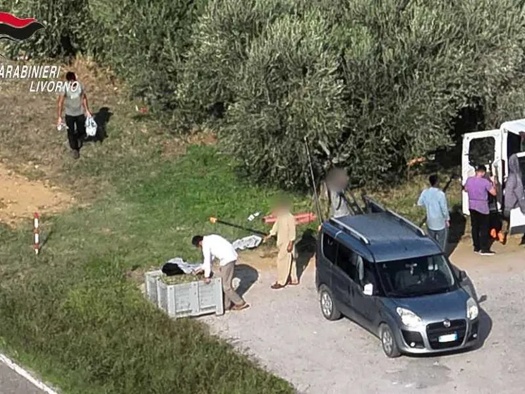 Caporalato nei campi toscani: 10 ore al giorno per pochi euro