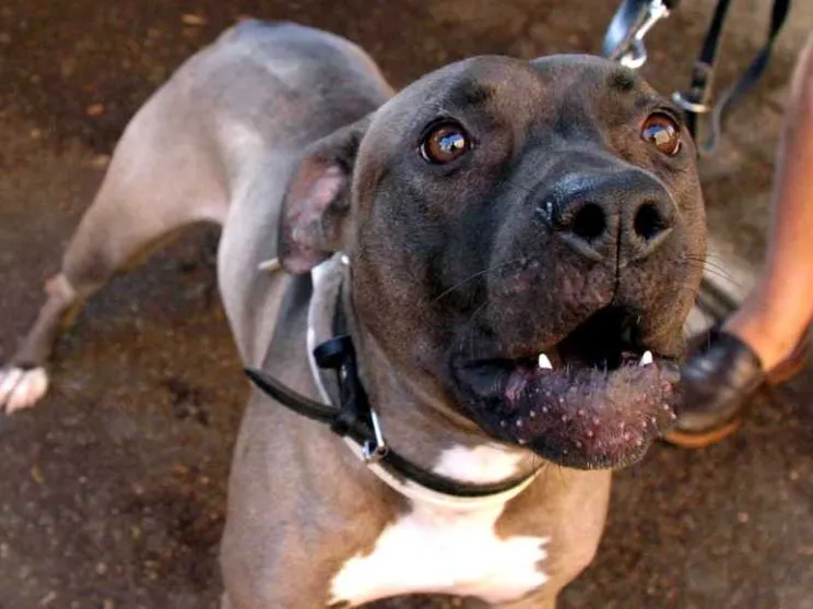 Un'altra bambina è stata ferita gravemente da un pitbull