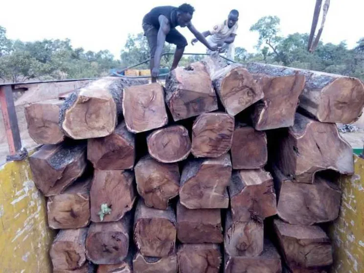Il legno del Palissandro più pregiato viene rubato all'Africa