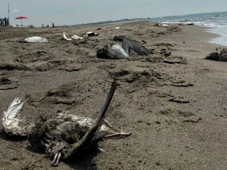 Litorale romano, strage di uccelli marini. La Lipu: sono le reti da pesca