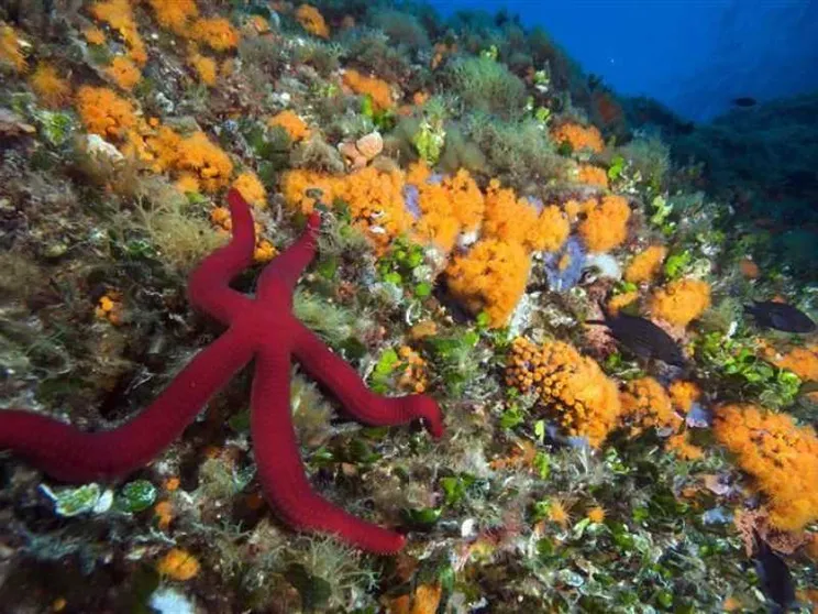 Scienziati, imprenditori e attivisti insieme per curare la febbre mediterranea
