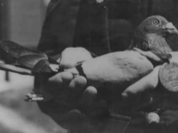 D-Day, in prima linea finirono perfino i piccioni. E furono medagliati