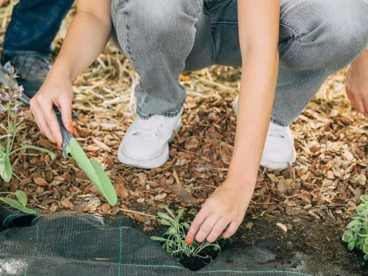 Ci sono 80 nuove piante officinali nel “Giardino dei semplici” del Gemelli