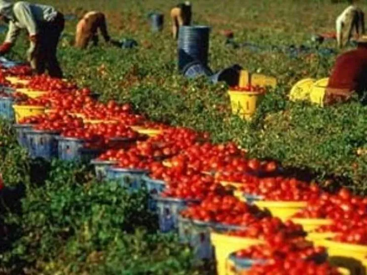 La schiavitù nei campi: e se ce ne sentissimo responsabili quando acquistiamo?