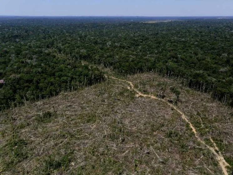 Gli Stati Uniti in pressing sulla Ue: stop alla legge anti-deforestazione