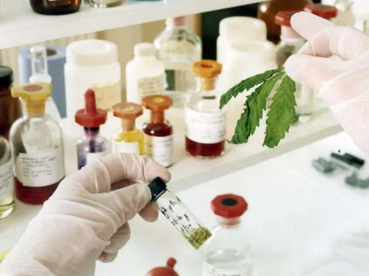 Il Cbd è una sostanza stupefacente e d'ora in poi sarà venduto solo in farmacia