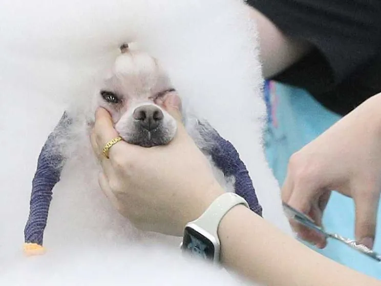 Muore il cane o il gatto? In Corea del Sud boom di clonazioni (a caro prezzo)