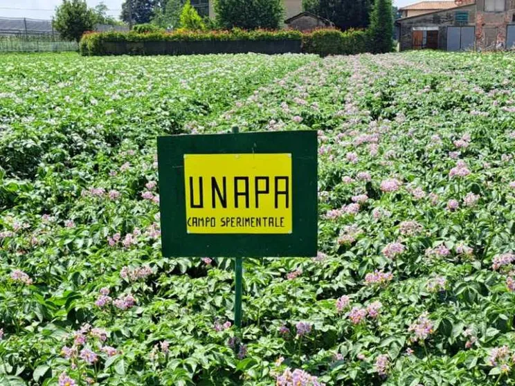 La sfida delle patate: si possono produrre usando (molta) meno acqua