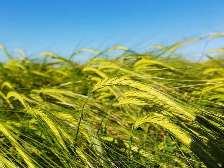 Siccità, maltempo e concorrenza estera: è una pessima annata per il grano