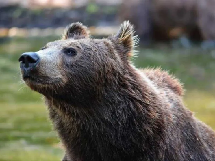Ha aggredito un turista, l'orsa sarà abbattuta
