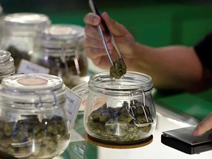 Verso regole più rigide per la vendita e la coltivazione della cannabis «light»