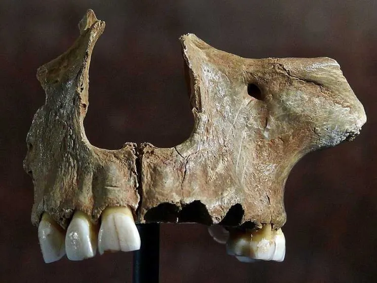 I denti preistorici svelano i segreti dell'evoluzione umana in Europa
