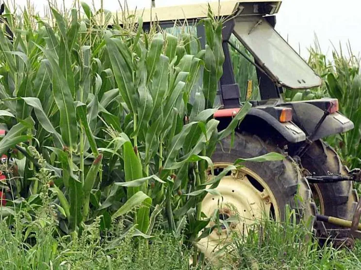 Caporalato in pianura Padana, mille braccianti nei campi per 17 ore al giorno