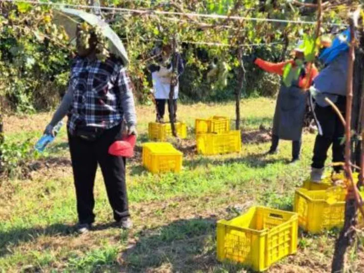 Così la manovalanza straniera rende possibile la vendemmia italiana