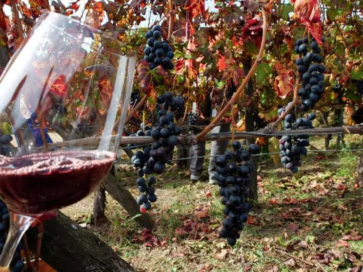Un'arma contro il diabete dalle vinacce Aglianico