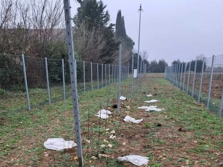 Dopo il riso la vite: altro attacco contro le sperimentazioni Tea