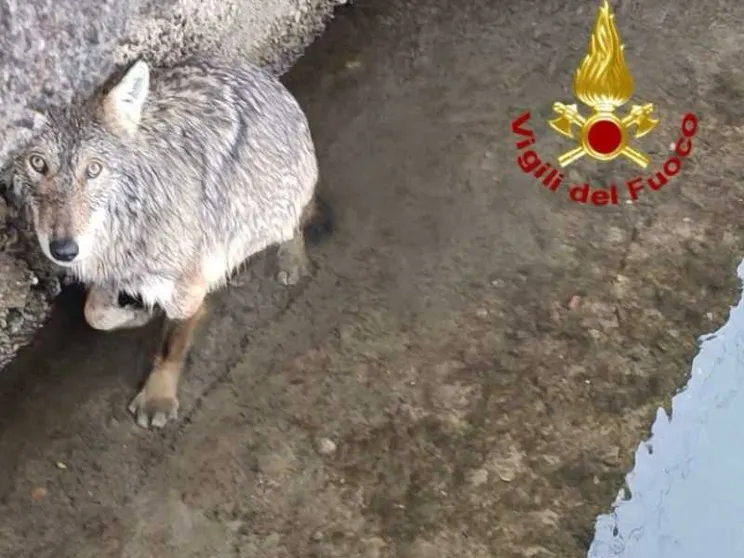 Il salvataggio col canotto e le cure: ma cosa ci faceva un lupo nel Naviglio?
