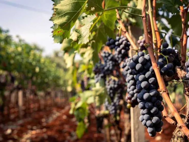 Il gusto dell'Italia, così l'enogastronomia moltiplica gli arrivi
