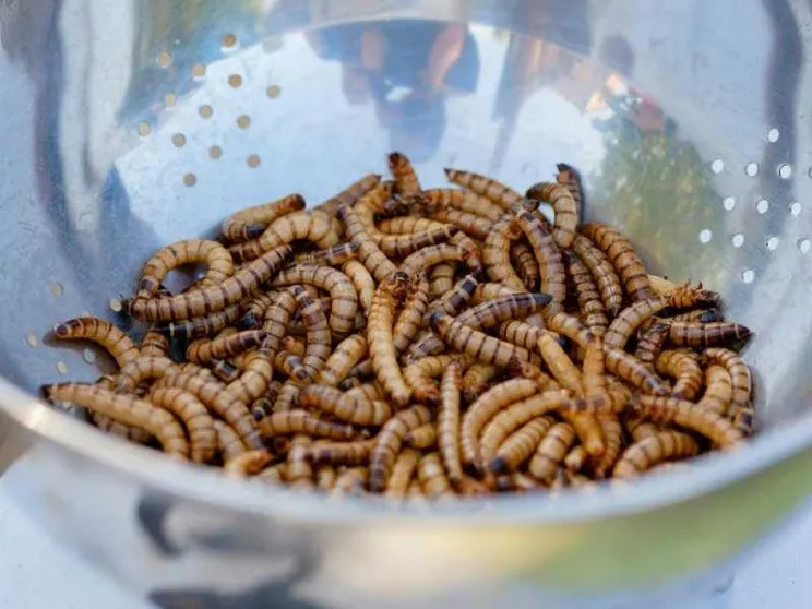 La polvere di larva gialla sarà venduta come un integratore di vitamina D