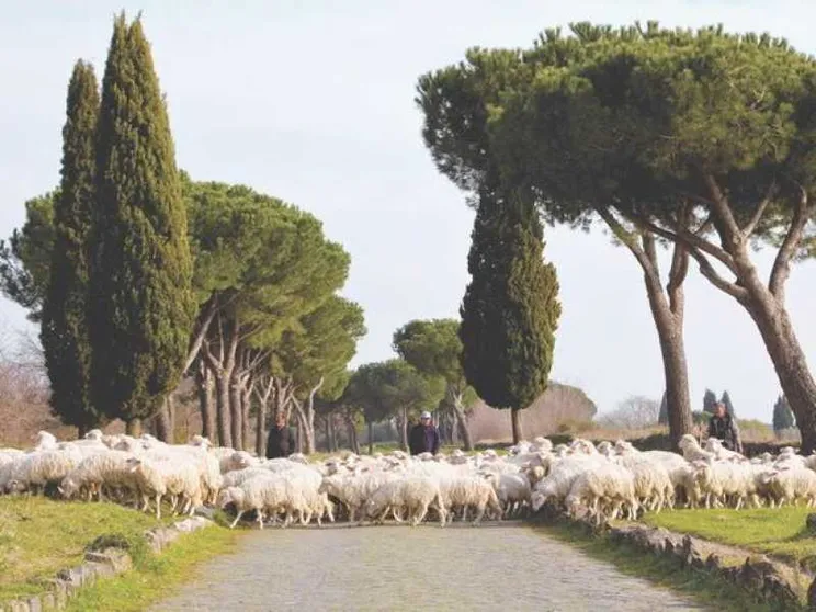 Campagna contro il mercato "low cost" dal Consorzio dell'abbacchio romano Igp