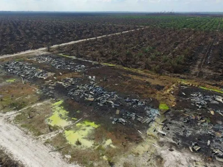In Indonesia è in atto «la più grande deforestazione al mondo»
