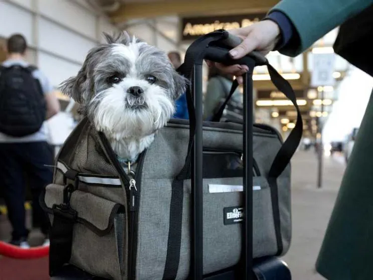 Cinture allacciate anche per i cani, la delibera Enac cambia le regole