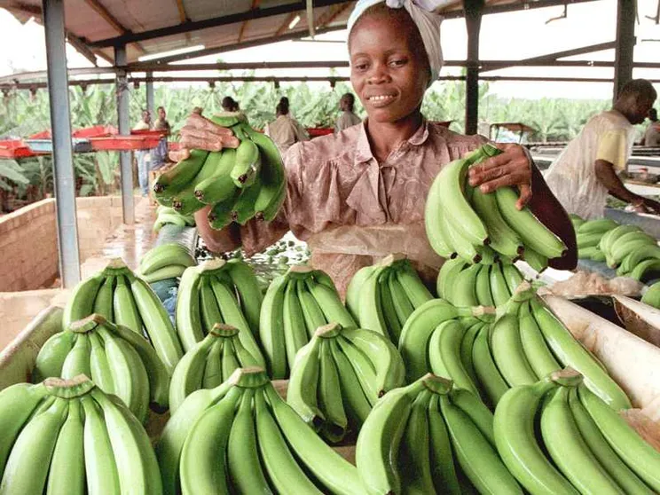 Chiquita lascia Panama: licenziati gli ultimi lavoratori