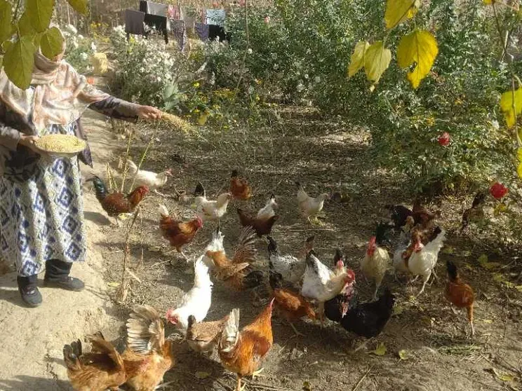 Da dirigenti ad allevatrici di polli: la dignità delle lavoratrici afghane
