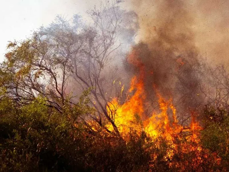 Il Sud devastato dagli incendi. I vescovi: «È odio verso il Creato»