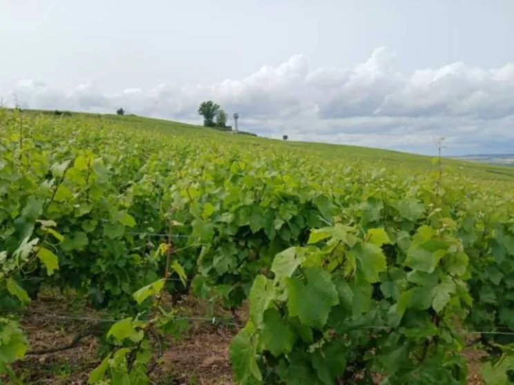 Noi pellegrini nella Champagne dove le vigne parlano dell’Europa