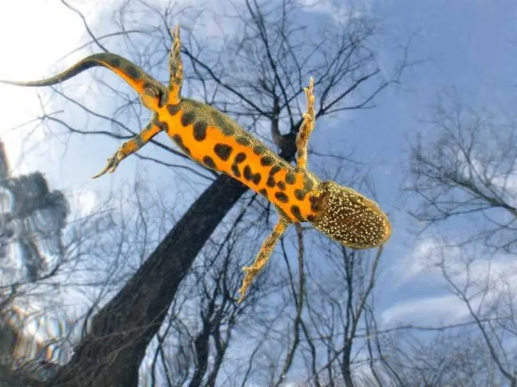 Il Paese della biodiversità: in Italia c'è il record europeo di specie