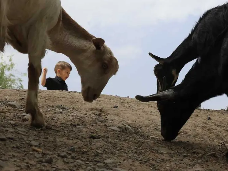 Un bimbo gioca nel deserto, vicino a del bestiame