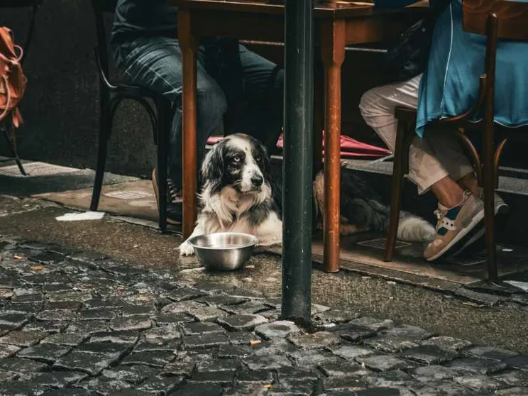 Nell'Italia senza figli le famiglie colmano la solitudine con gli animali