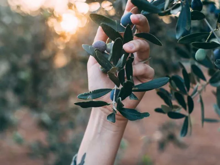 Non solo fruttato, amaro e piccante: l'olio è molto di più. E si racconta