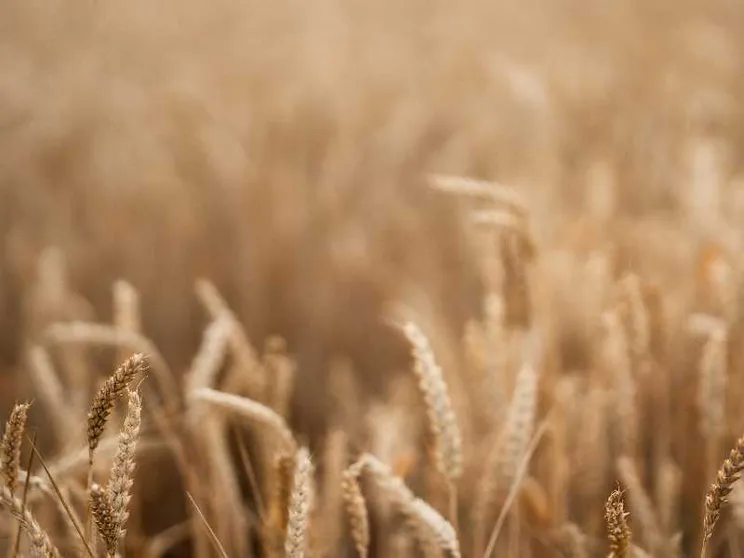 L'IA applicata al cibo. Chi deciderà il pane di domani?