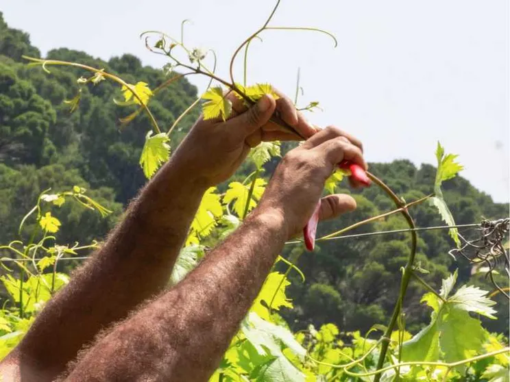 Un’isola, le vigne, lavoro e dignità: a Gorgona c'è un riscatto oltre le sbarre