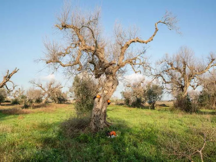 Gli ulivi della Xylella sono diventati cover per gli smartphone (e riforestano il Salento)