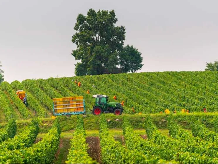 La vendemmia nell'Oltrepò