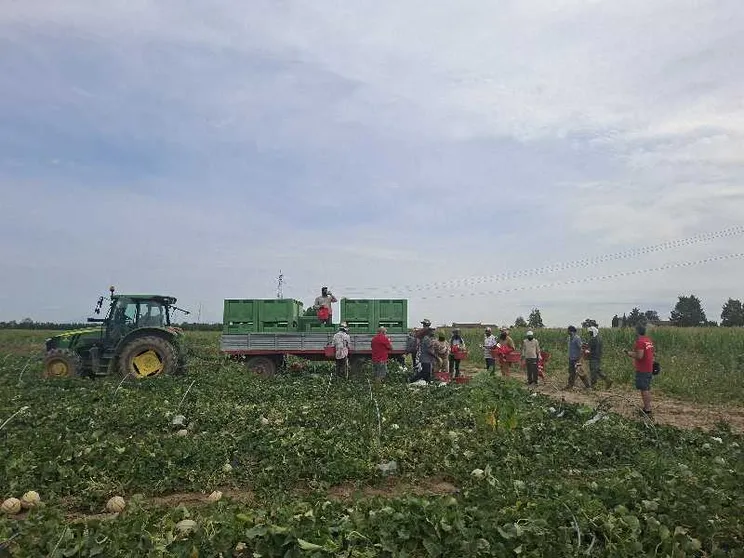 A 40 gradi, tra i padri indiani che lavorano nei campi di meloni: «Diamo un futuro ai nostri figli»