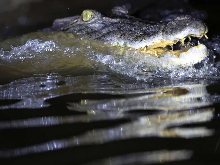 Il muso grigiastro di un coccodrillo, con la bocca semiaperta tra schizzi d'acqua