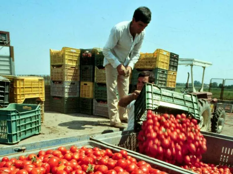 Il bracciante 19enne stroncato da malore e il divieto di lavorare nelle ore più calde