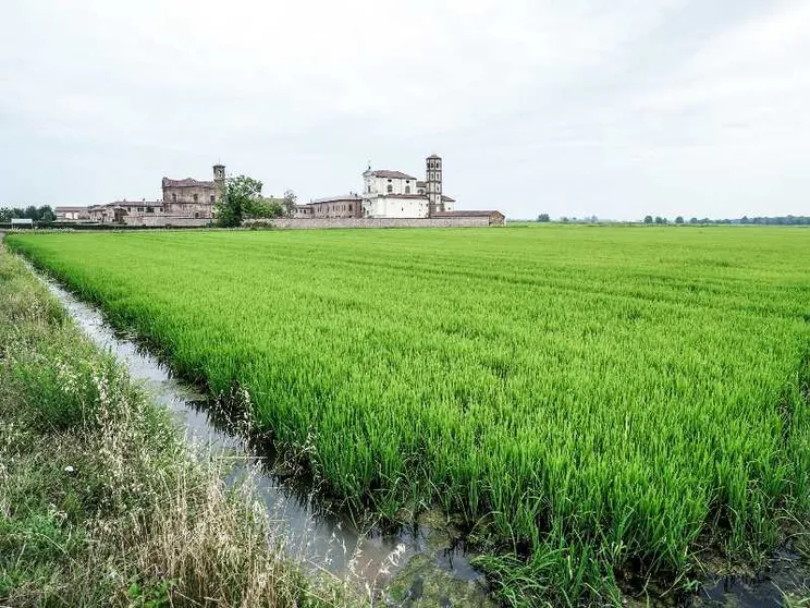 "Risò" a Vercelli, dove ogni chicco racconta una storia