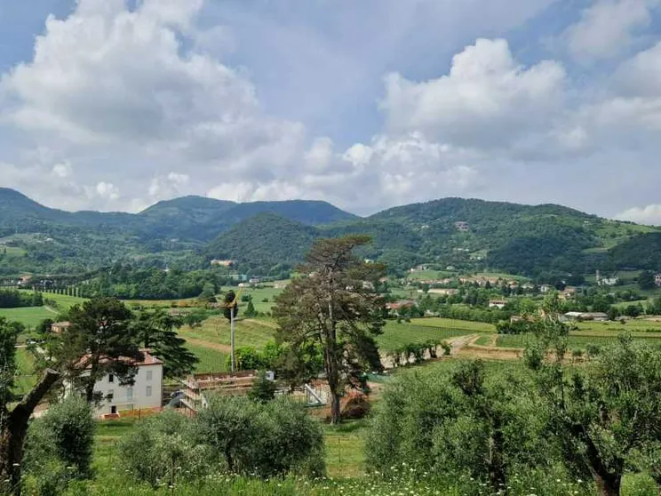 Uliveti e vigne: così la diocesi di Padova coltiva il futuro sui Colli Euganei