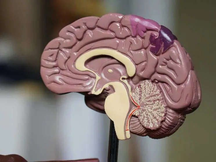 Alzheimer in crescita, ricerca italiana all'avanguardia