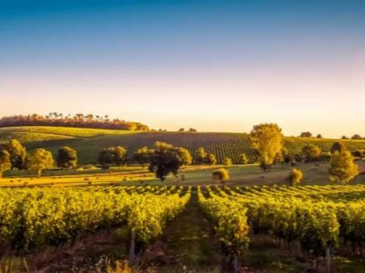 Nel vino la "veritas" del voto francese: la rabbia di Bordeaux sfida Parigi
