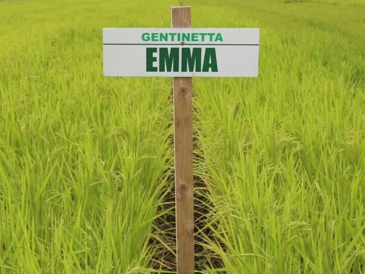A Milano è nato “Emma”, il riso Basmati made in Italy